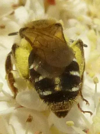 Andrena sp.