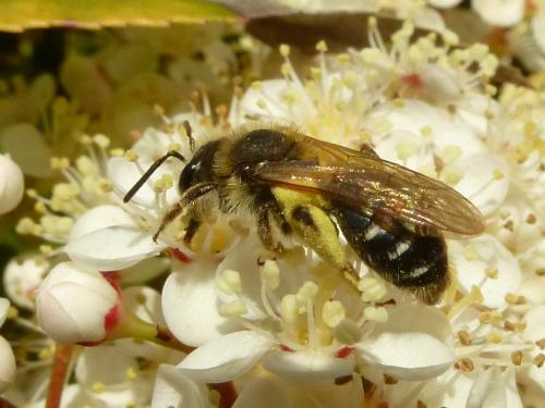 Andrena sp.