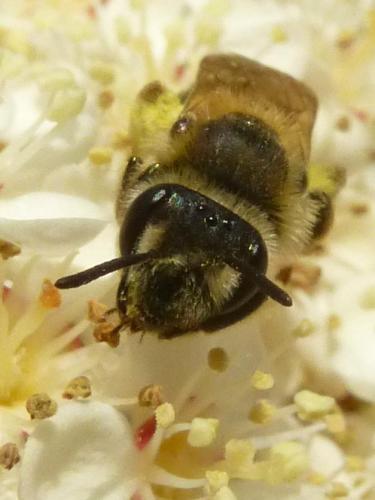 Andrena sp.