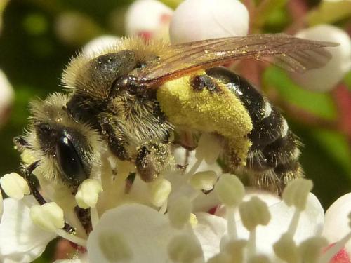 Andrena sp.
