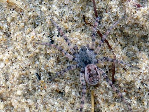 Arctosa sp.