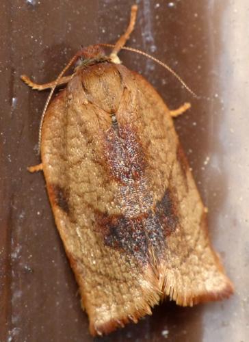 Réf. 161 822 : Cacoecimorpha pronubana