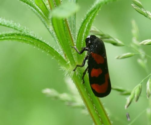 Cercopis vulnerata