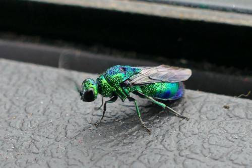 Chrysis lincea