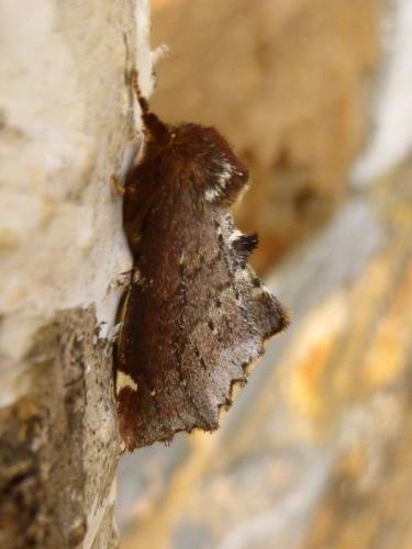 Odontosia carmelita
