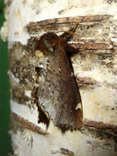 Odontosia carmelita