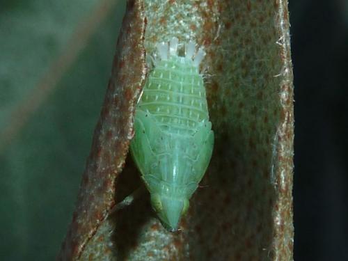 Dictyophara sp.