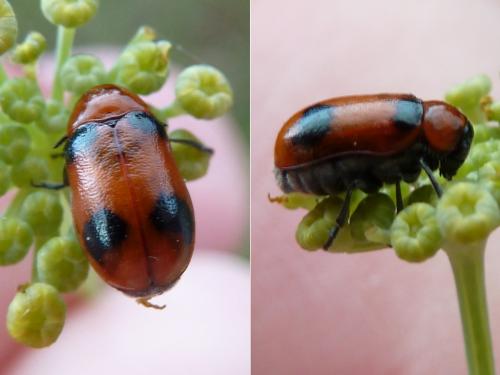 Réf. 161 938 : Coptocephala sp.