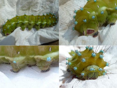 Saturnia pyri