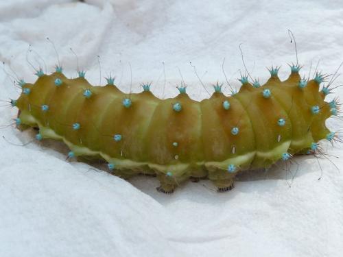 Saturnia pyri