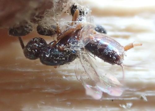 Toryminae