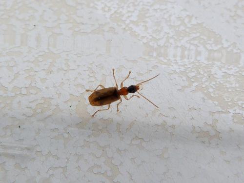 Réf. 161 953 : Demetrias atricapillus