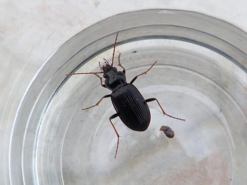 Réf. 161 680 : Nebria brevicollis