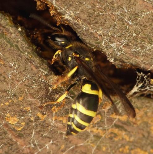 Réf. 161 919 : Ancistrocerus sp.