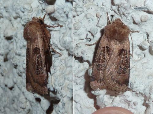 Réf. 161 280 : Chersotis cuprea