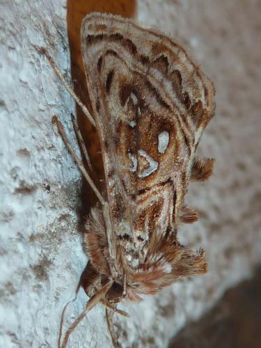 Panchrysia v-argenteum