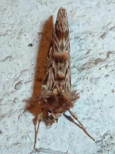 Réf. 161 273 : Panchrysia v-argenteum
