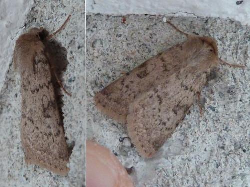Epipsilia sp.
