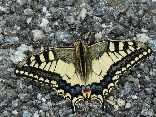 Réf. 161 275 : Papilio machaon