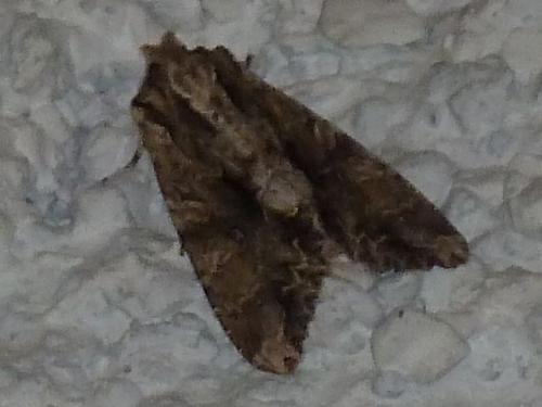 Réf. 161 130 : Apamea sp.