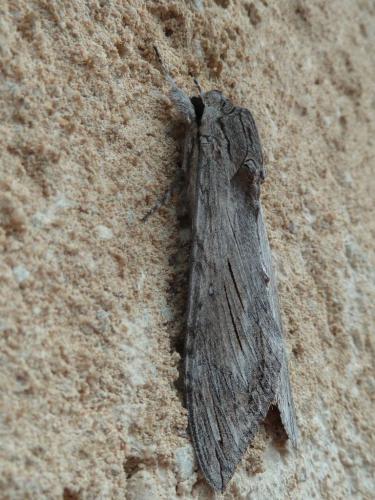 Réf. 161 121 : Agrius convolvuli