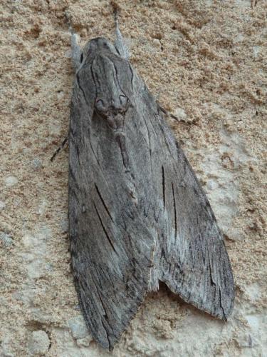 Réf. 161 120 : Agrius convolvuli