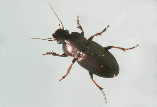 Réf. 161 563 : Harpalus distinguendus