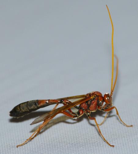 Eremotylus marginatus