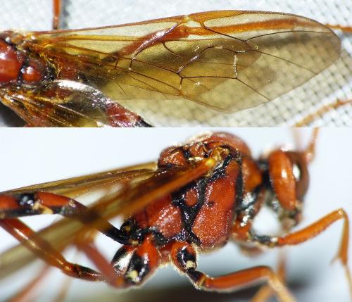 Réf. 161 988 : Eremotylus marginatus