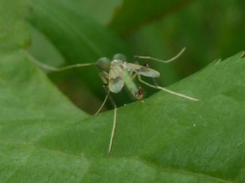 Stenochironomus gibbus