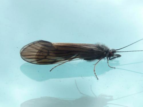 Ceraclea nigronervosa