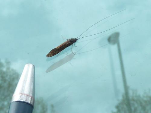Ceraclea nigronervosa