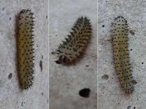 Réf. 161 832 : Periclista sp.