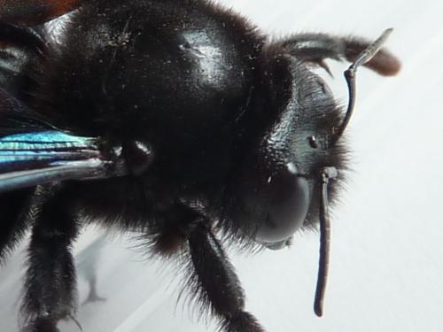 Xylocopa violacea