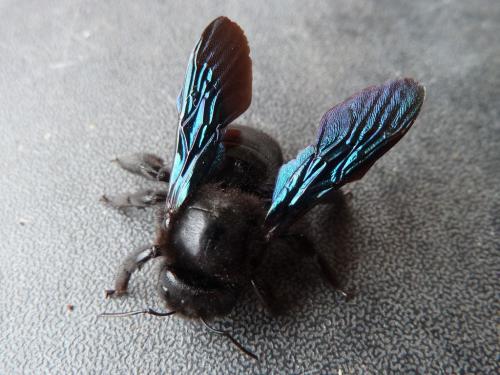 Réf. 161 824 : Xylocopa violacea