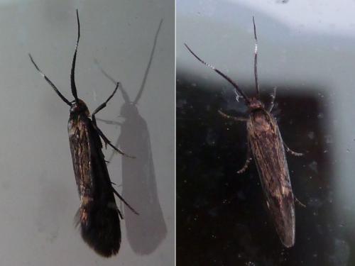 Esperia sulphurella