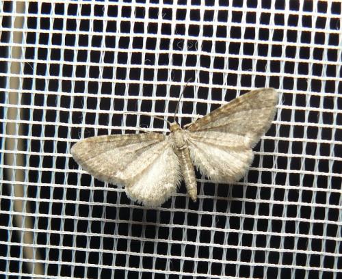 Réf. 161 684 : Eupithecia haworthiata