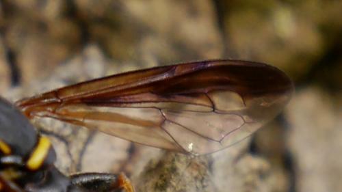 Réf. 161 208 : Sphiximorpha subsessilis