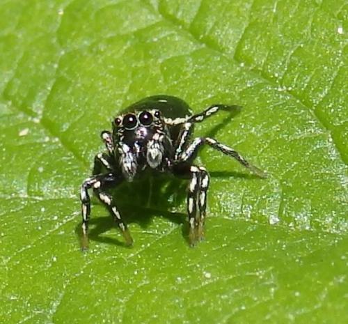 Réf. 161 719 : Heliophanus kochii