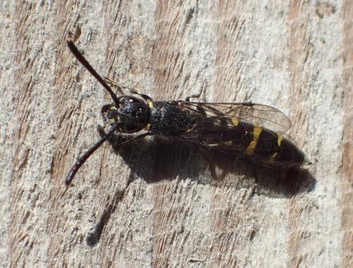 Réf. 161 264 : Monosapyga clavicornis
