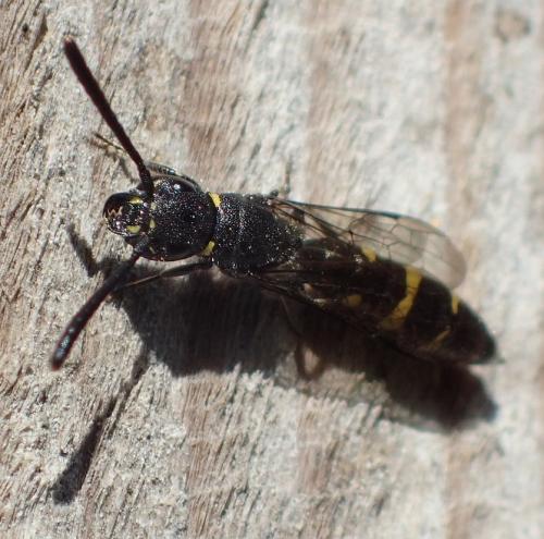 Monosapyga clavicornis