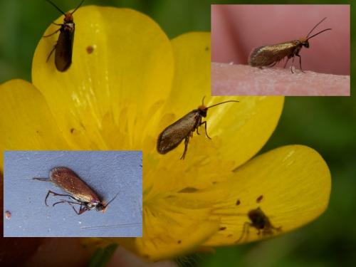 Micropterix calthella
