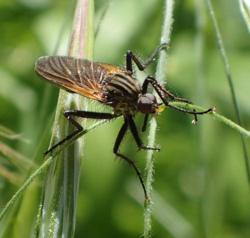 Empis tessellata