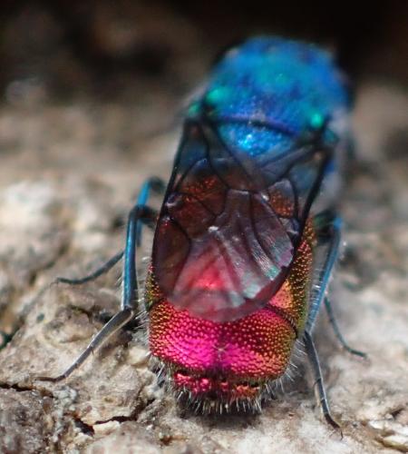 Chrysis sp.