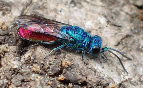Réf. 161 368 : Chrysis sp.