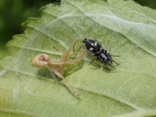 Aphantaulax sp.