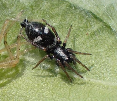 Aphantaulax sp.
