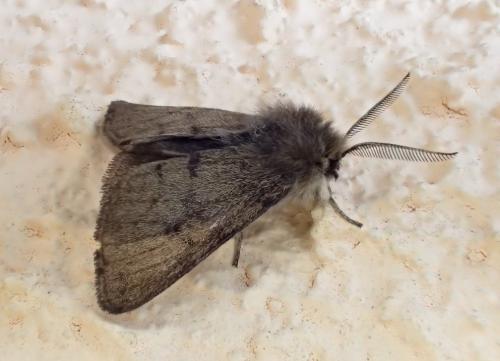 Diaphora sordida