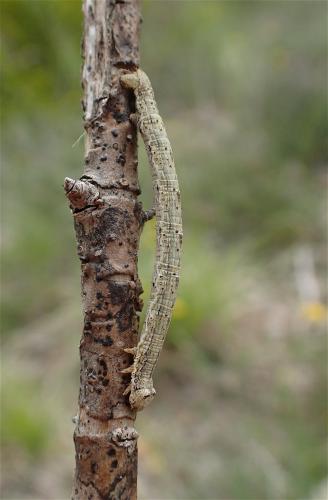 Selidosema taeniolaria