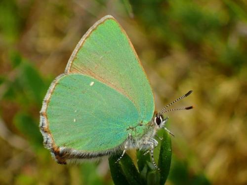 Réf. 161 501 : Callophrys rubi